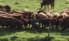 Check out the full schedule for irish online open below Irish Farmer And His Herd Of Cows Steal The Show At Irish Open
