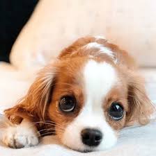 Patrupedul, denumit şi ciobănescul de anatolia, părea că se joacă în timp ce mişca ditamai. Cainele De Jucarie Cavalier King Charles Spaniel Repere Eu