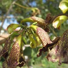 Image result for Heinsia zanzibarica