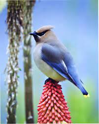 Google Image Result For Http Backyardbirdshop Com Images Uploads Cedar Waxwin Beautiful Birds Pretty Birds Backyard Birds