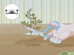 We did not find results for: 12 Easy Ways To Harvest Dill Wikihow
