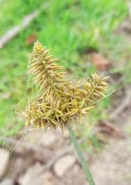 Image result for Cyperus costatus