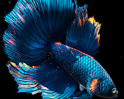 Download clouthub for android & read reviews. Betta Fish Live Wallpaper Free Apk Free Download App For Android