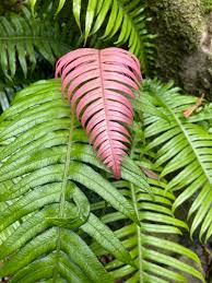 Image result for Blechnum attenuatum