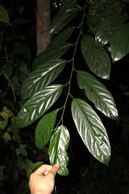 Image result for Strombosiopsis