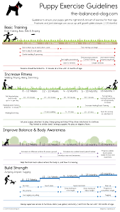 Puppy Exercise Guidelines The Balanced Dog