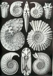 In 1840s england, charlotte murchison (saoirse ronan) is sent to convalesce by the sea and develops an. List Of Ammonite Genera Wikipedia