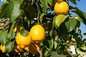 To learn about growing, care and cultivation and to place an order online. Lemon Trees Flavor Appearance And Cultural Requirements