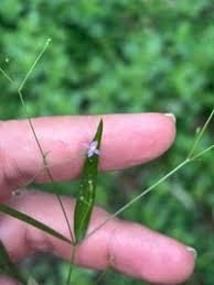 Image result for Oldenlandia affinis