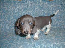 For more details visit site. Akc Miniature Dachshund Blue Pie For Sale Adoption From Jourdanton Texas Bexar Adpost Com Classifi Blue Dachshund Daschund Puppies Dachshund Puppies For Sale
