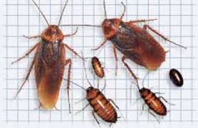 Maybe you would like to learn more about one of these? Ratusan Kecoak Bersarang Di Dalam Perut Nurhaya Tribunnews Com Mobile