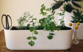39 diy garden concrete projects. What To Plant Easiest Herbs To Grow Indoors Pass The Pistil