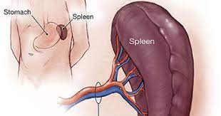 The spleen is an organ of the lymphatic system that is located in between the 9th and 12th thoracic ribs on the left side of the body. Ù…Ø§ Ù‡Ù‰ ÙˆØ¸ÙŠÙØ© Ø§Ù„Ø·Ø­Ø§Ù„ ÙÙ‰ Ø¬Ø³Ù… Ø§Ù„Ø¥Ù†Ø³Ø§Ù† Ø§Ù„ÙŠÙˆÙ… Ø§Ù„Ø³Ø§Ø¨Ø¹