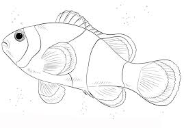 Printable small fish coloring pages. Small Clown Fish Coloring Page Free Printable Coloring Pages For Kids