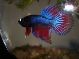 Round Tail Betta Fish About Betta Fish Tanks Betta Fish Types Betta Fish Betta