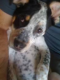 Black Australian Cattle Dog Blue Heeler Mix Puppy Poot Blue Heeler Mix Cattle Dogs Rule Dog Rules Heeler Mix
