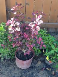 Maybe you would like to learn more about one of these? Red Leaf Hibiscus