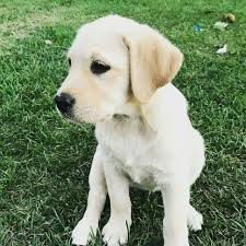 Southern california veterinary medical association (scvma) offers a free medical exam within three (3) working with your agreement to an adoption and signed adoption receipt, you thereby release the city of los angeles $75.00 for puppies available for adoption 10 days or more and $25.00 for. Labrador Puppies For Adoption Near Me Home Facebook