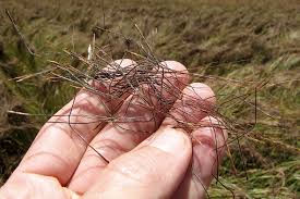 Image result for Heteropogon contortus