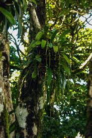 Image result for Bulbophyllum josephi