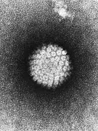 This is followed a day or two later by flat discolored spots or bumps that may blister, on the hands, feet and mouth and occasionally buttocks and groin. Humane Papillomviren Wikipedia