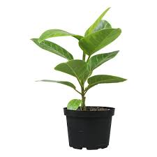 Image result for Ficus conraui