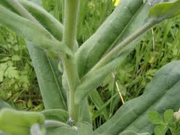 Image result for Cynoglossum coeruleum