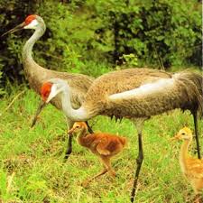 Bird With Feathers On Top Of Head Sandhill Cranes Grus Canadensis Are Long Legged Long Necked Gray Heron Like Birds With A Patch Of Bald R With Images Birds Beautiful Photography Nature River Of Grass