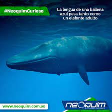 Ballena azul, 200 toneladas