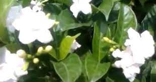 Pin On Gardening