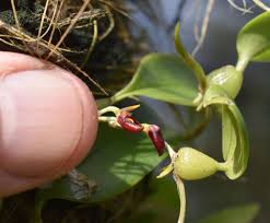 Image result for Bulbophyllum sandersonii
