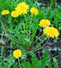 Maybe you would like to learn more about one of these? Dandelion Benefits For Food Tea Health And Wine Gardensall