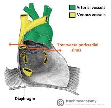 Image result for Pericardium