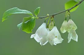 Image result for Halesia