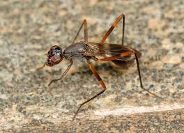 Image result for Tristachya viridiaristata