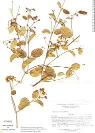 Image result for Stigmaphyllon