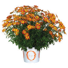 Image result for Bidens baumii