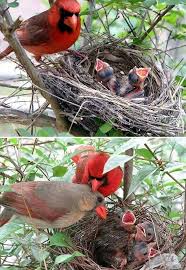 Brown Birds That Look Like Cardinals Pin By Kimberly Brown Neckar On Awe Cardinal Birds Little Birds Colorful Birds