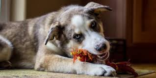 Do australian shepherds like other dogs? Australian Shepherd Mix Alles Zu Rassen Aussehen Charakter Und Haltung