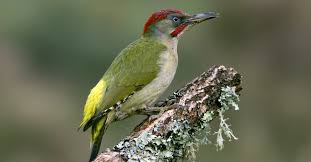 Een aantal populaire vakantielanden heeft de coronaregels flink aangescherpt. Vogels In De Tuin Herkennen 27 Tuinvogels Info Buitenlevengevoel Nl