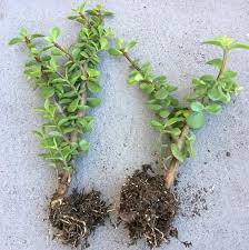 Five Reasons Why We Need To Repot Succulent Plants Succulents Planting Succulents Plants
