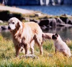 Katze sassy, bulldogge chance und golden retriever shadow haben ein zuhause, das keine wünsche offen lässt. Homeward Bound Zuruck Nach Hause Dvd Oder Blu Ray Leihen Videobuster De