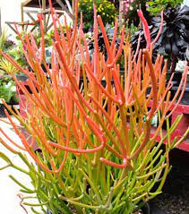 Sticks On Fire Living Succulent Clippings Succulent Cuttings Succulent Starts In A Single Branch Of Plants In 2021 Succulent Landscaping Succulents Plants