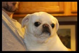We did not find results for: 5 Best Pug Breeders In Pennsylvania 2021 We Love Doodles