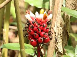 Image result for Renealmia