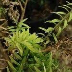 Image result for Melaleuca lateritia