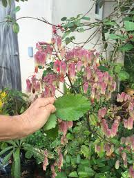 Hawaiian Air Plant Kalanchoe Pinnata Very Easy To Grow Hawaii Souvenir Hawaiian Plants Plants Shade Plants