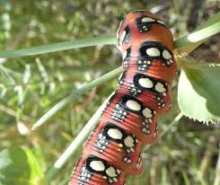 L'arbre à papillons : un arbre qui trompe énormément