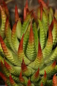 As long as it's about succulents you may post it here! Pin On Zimmerpflanze