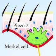 Merkel cell carcinoma is a highly aggressive primary cutaneous neuroendocrine carcinoma primarily affecting elderly and immunosuppressed individuals. When Touch Causes Itch A New Role For Merkel Cells In The Skin Pain Research Forum